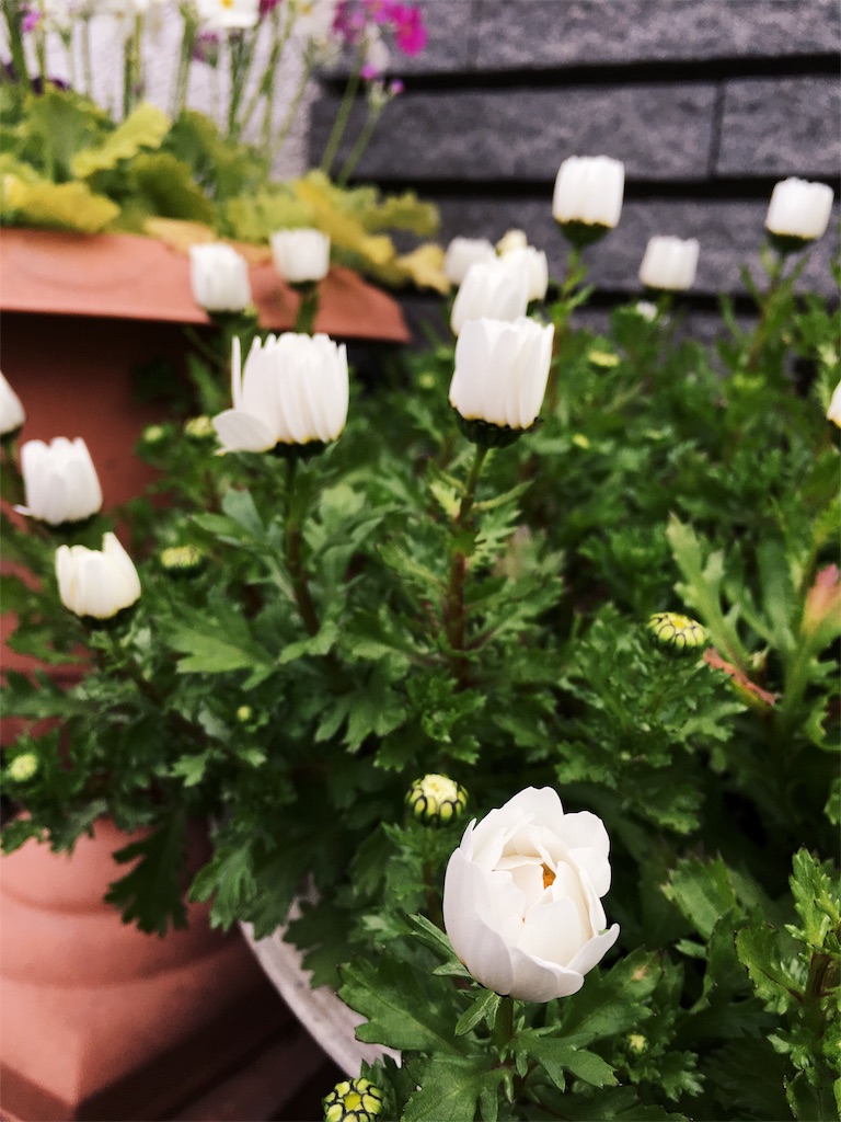 白いお花 白いお花