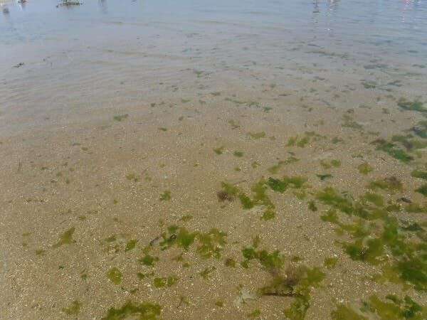 尾崎海水浴場の水質