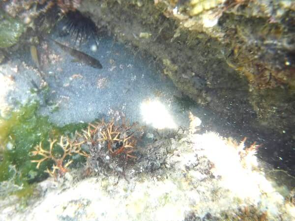 尾崎海水浴場_水中写真1