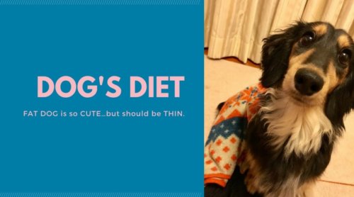 dog-diet