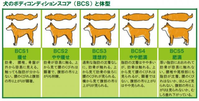 ボディ・コンディション・スコア