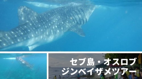 セブ島・オスロブでジンベイザメと泳ぐ！おすすめツアーをレビュー｜料金・移動時間・感想