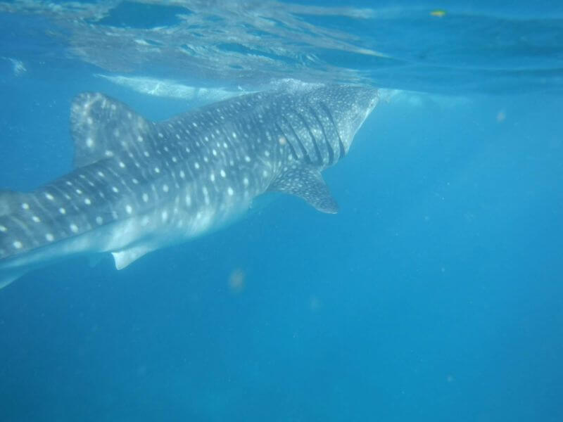 セブ島のジンベイザメ1