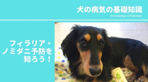 犬の病気の基礎知識｜フィラリア・ノミダニ予防とお薬を知ろう！