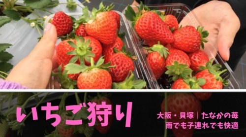 2019年は「たなかの苺」でいちご狩り！｜大阪・貝塚【雨でも快適】【子連れOK】