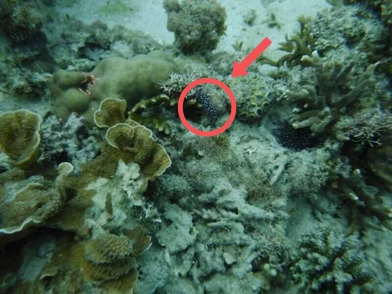 沖縄の海で見つけたコイボウミウシ