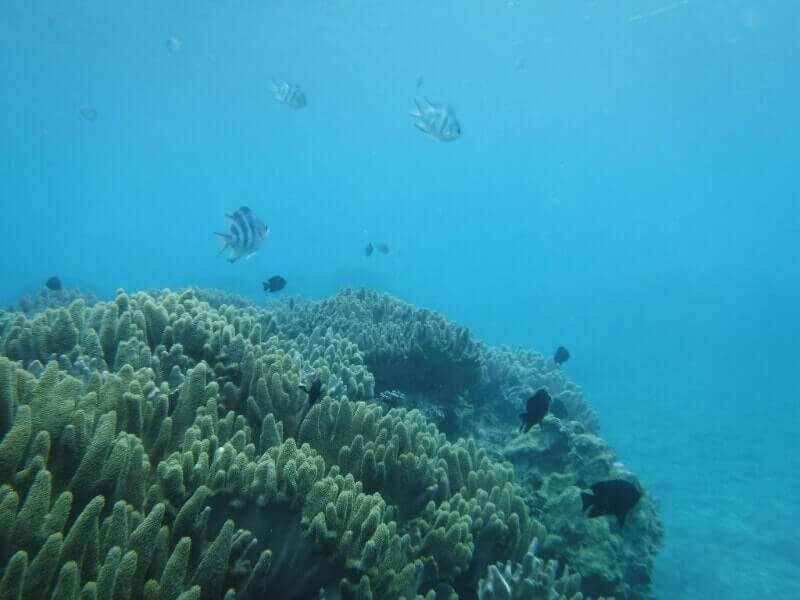 沖縄ダイビング｜珊瑚礁の海