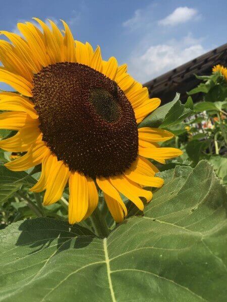 信貴山のどか村｜ひまわりが満開