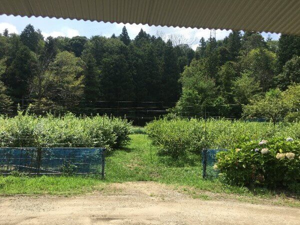 信貴山のどか村｜ブルーベリー園