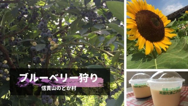 shigisan-nodokamura-blueberry
