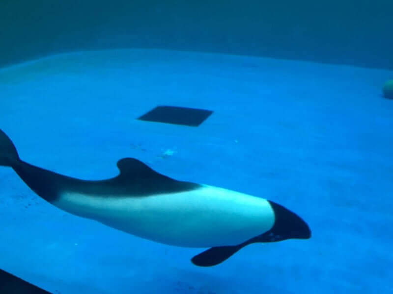 仙台うみの杜水族館｜イロワケイルカ