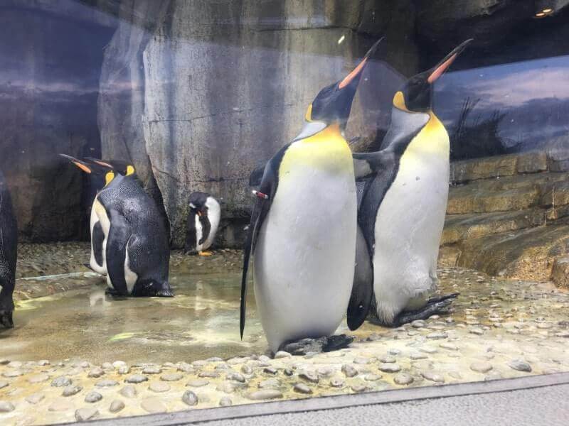 仙台うみの杜水族館｜ペンギン