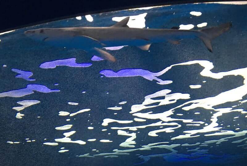 仙台うみの杜水族館｜ヨシキリザメ