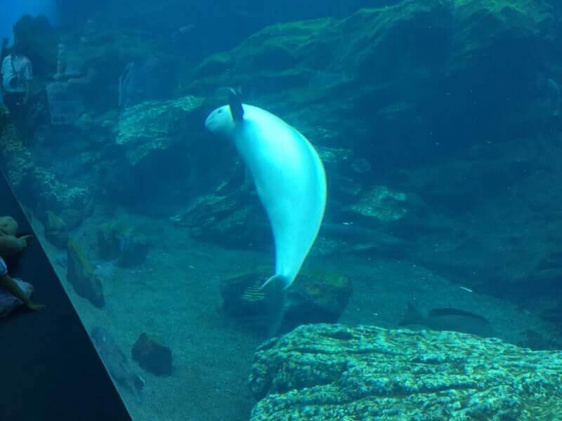 仙台うみの杜水族館｜スナメリ