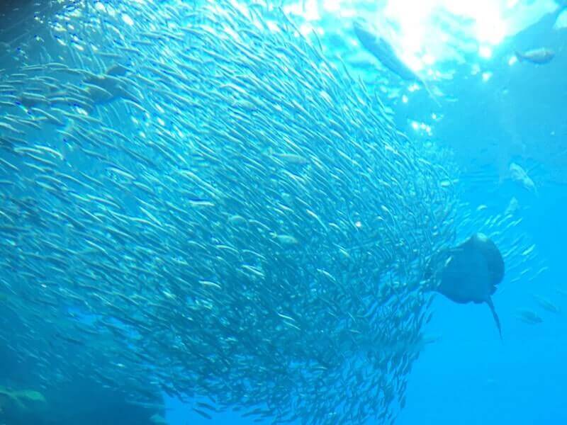 仙台うみの杜水族館｜いのちきらめくうみ