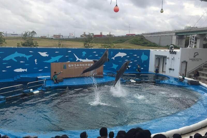 仙台うみの杜水族館｜イルカショー