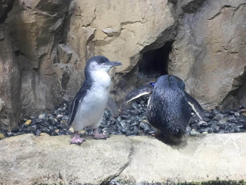 仙台うみの杜水族館｜フェアリーペンギン