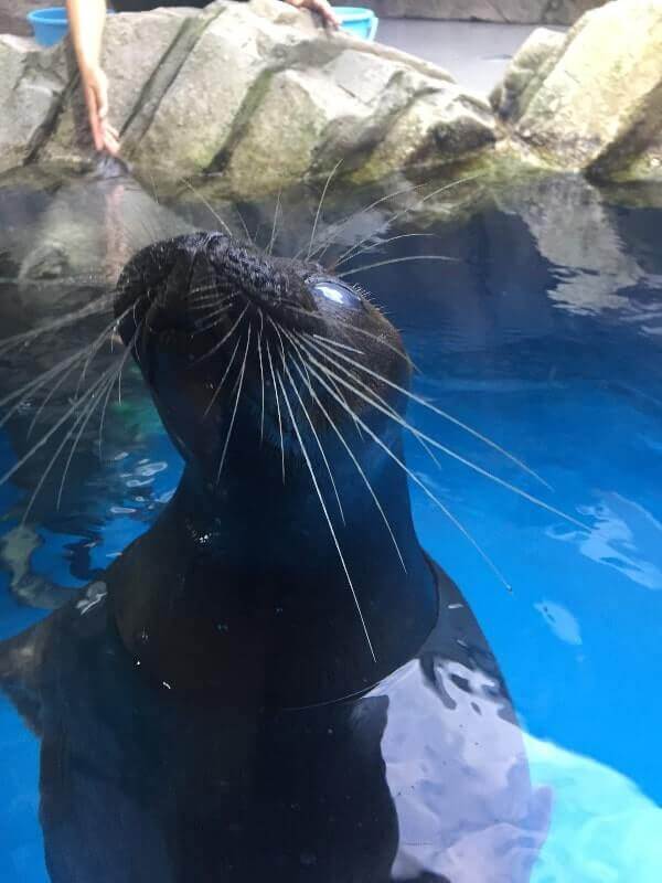 仙台うみの杜水族館｜アザラシ