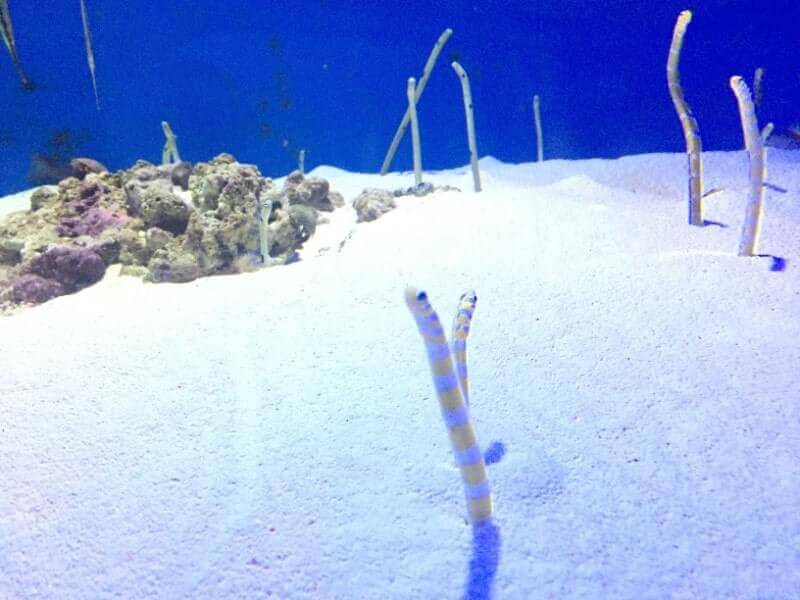 仙台うみの杜水族館｜チンアナゴ・ニシキアナゴ