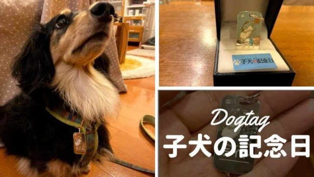 dogtag