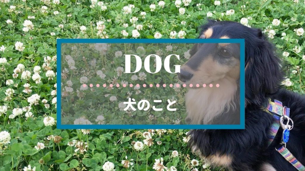 カテゴリー｜犬のこと